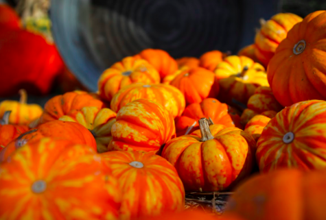 National Pumpkin Day