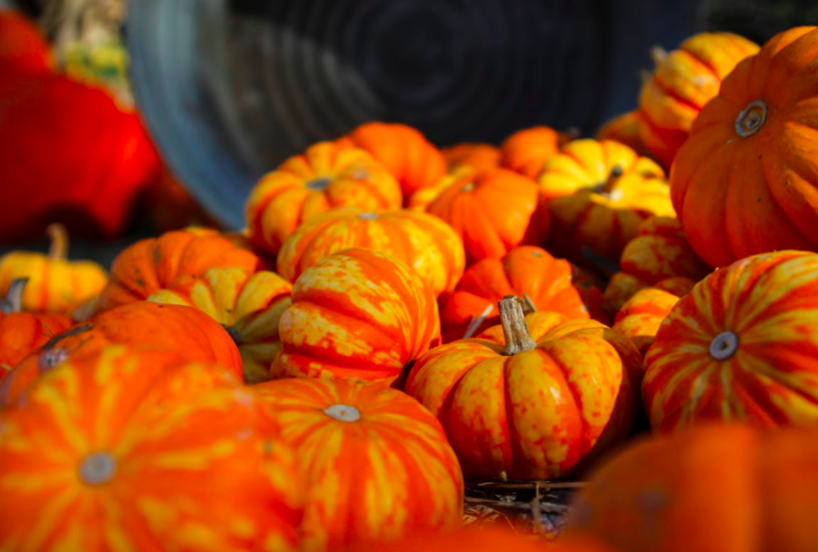 In honor of national pumpkin day (Oct 26) The Booster Redux staff has been working on several projects that include everything pumpkin. Scroll through to see history, taste and adventures, enjoy!