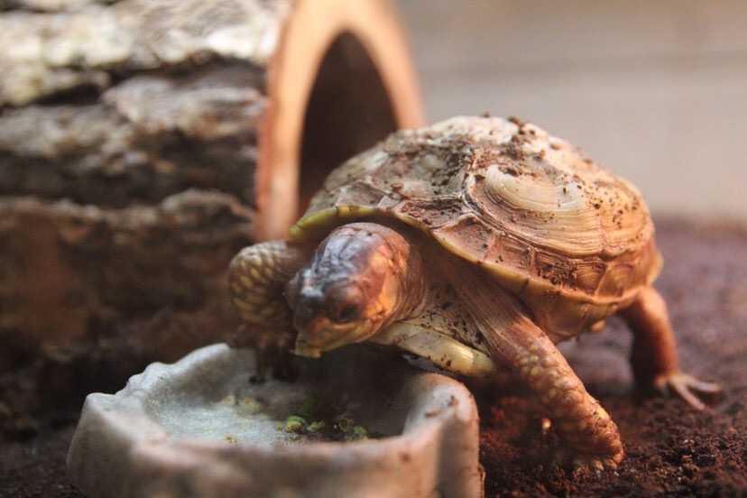 In the corner of Stewart Perez’s classroom sits a medium-sized tank, home to his female Eastern Box Turtle, Baby Dinosaur. This Box Turtle is six-years-old.