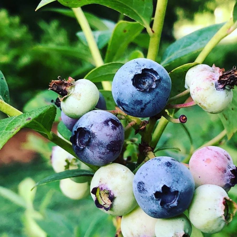 Blueberries ripen on a bush in Saginaw, Missouri on the Robertson Family Farm.