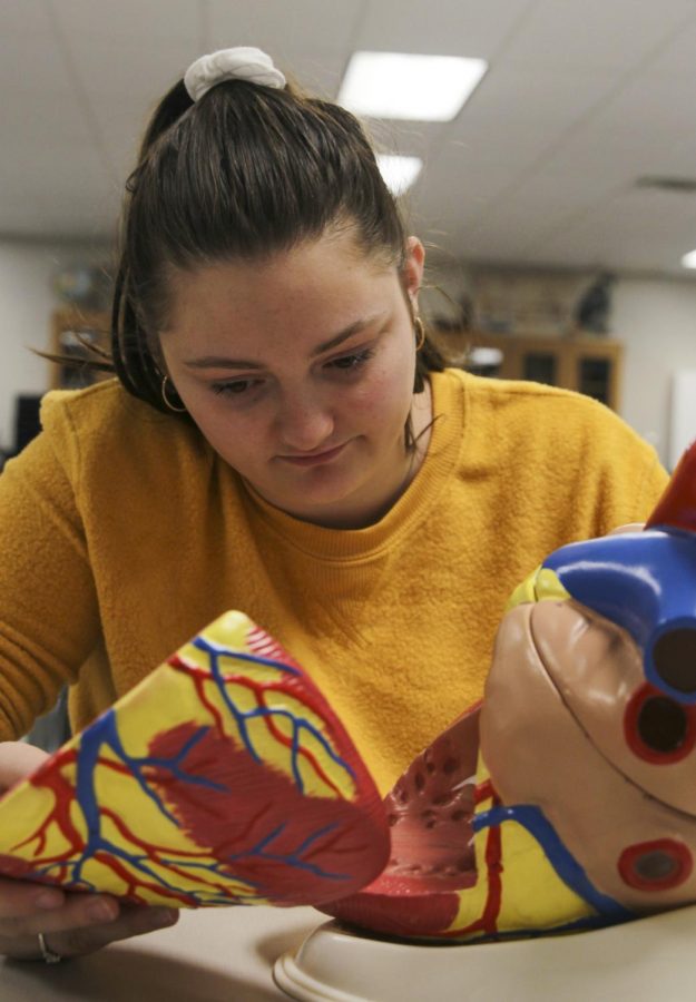 Junior Sofie Cummins studies a model heart for her health science class. Cummins is participating in Girard Youth Leadership through a program for health science at the medical center. 